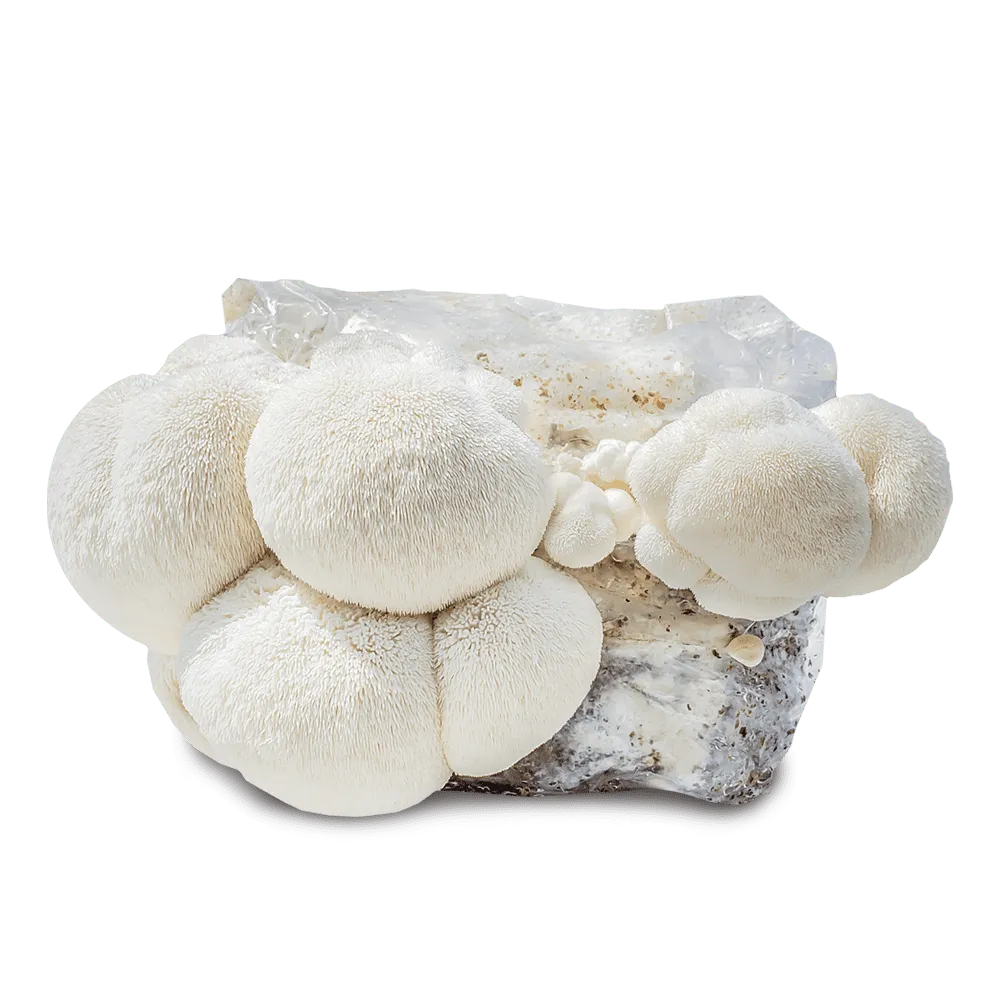 Lion's Mane Ready-To-Fruit Mushroom Bag